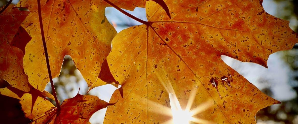 autumn leaves on a tree with the sun shining through